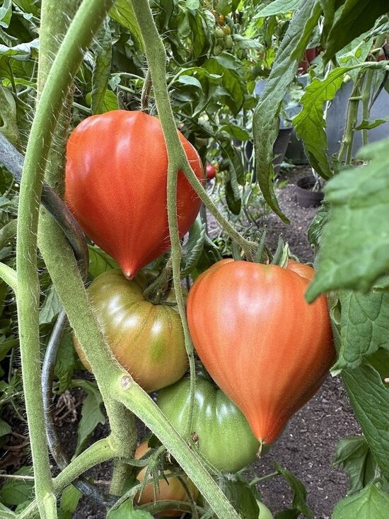 Vater rhein ( 10 tomātu sēklas)